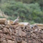 Chukar Partridge (image by Diedert Koppenol)