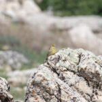 Cinereous Bunting (image by Diedert Koppenol)