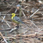 Citrine Wagtail (image by Kai Sjöstedt)