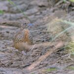 Common Buttonquail (image by Pete Morris)
