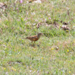 Ortolan Bunting (image by Diedert Koppenol)