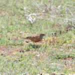 Ortolan Bunting (image by Diedert Koppenol)