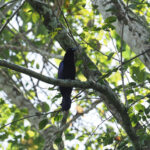 Curl-crested Manucode (image by Mark Van Beirs)