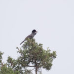 Cyprus Warbler (image by Diedert Koppenol)