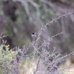 Cyprus Warbler (image by Diedert Koppenol)
