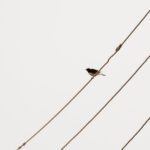 Cyprus Wheatear (image by Diedert Koppenol)