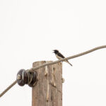 Cyprus Wheatear (image by Diedert Koppenol)