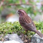 Dark-rumped Rosefinch (image by Hannu Jännes)