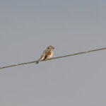 Dead Sea Sparrow (image by Diedert Koppenol)
