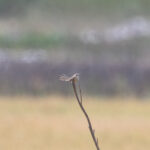 Delicate Prinia (image by Diedert Koppenol)