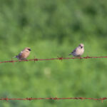 Desert Finches (image by Diedert Koppenol)