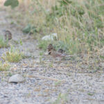 Desert Finch with Dead Sea Sparrows (image by Diedert Koppenol)