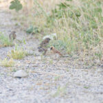 Desert Finch with Dead Sea Sparrows (image by Diedert Koppenol)