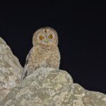 Desert Owl (image by Pete Morris)