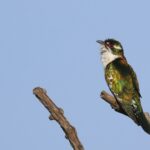 Diederik Cuckoo (image by Hannu Jännes)