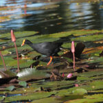Dusky Moorhen (image by Mark Van Beirs)