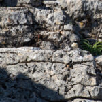 Eastern Black-eared Wheatear (image by Diedert Koppenol)