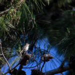 Eastern Olivaceous Warbler (image by Diedert Koppenol)