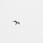 Eleonora's Falcon (image by Diedert Koppenol)