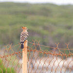 Eurasian Hoopoe (image by Diedert Koppenol)
