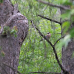 Eurasian Jay (image by Diedert Koppenol)