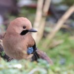 Eurasian Jay (image by Hannu Jännes)