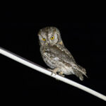Eurasian Scops Owl (image by Diedert Koppenol)