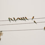 European Bee-eaters (image by Diedert Koppenol)