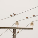 European Turtle Doves (image by Diedert Koppenol)