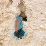 European Roller (image by Diedert Koppenol)