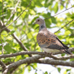 European Turtle Dove (image by Diedert Koppenol)