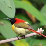 Fire-tailed Sunbird (image by Hannu Jännes)