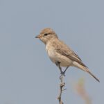 Gambaga Flycatcher (image by Pete Morris)