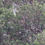 Great Spotted Cuckoo (image by Diedert Koppenol)