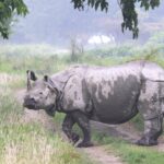 Greater One-horned Rhinoceros (image by Hannu Jännes)