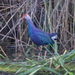 Grey-headed Swamphen (image by Diedert Koppenol)