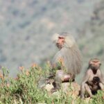 Hamadryas Baboon (image by Hannu Jännes)