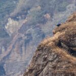 Himalayan Monal (image by Antonio Cortizo Amaro)