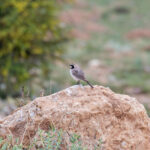 Horned Lark (image by Diedert Koppenol)