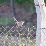 Iraq Babbler (image by Diedert Koppenol)