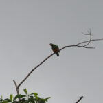 Knob-billed Fruit Dove (image by Mark Van Beirs)