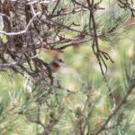 Krüper's Nuthatch (image by Diedert Koppenol)
