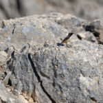Kurdish Wheatear (image by Diedert Koppenol)