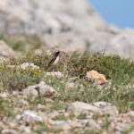 Kurdish Wheater (image by Diedert Koppenol)