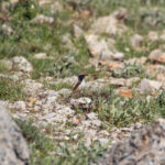 Kurdish Wheatear (image by Diedert Koppenol)