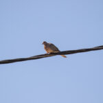 Laughing Dove (image by Diedert Koppenol)