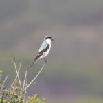 Lesser Grey Shrike (image by Diedert Koppenol)
