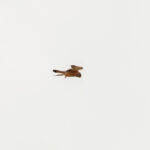 Lesser Kestrel (image by Diedert Koppenol)