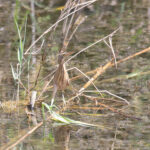 Little Bittern (image by Diedert Koppenol)