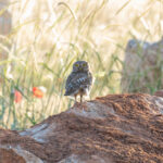 Little Owl (image by Diedert Koppenol)
